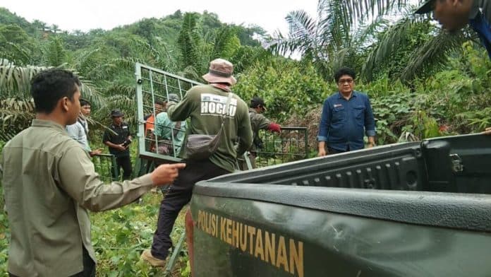 bksda_sumut_pasang_kandang_jebak_tangani_konflik_harimau_batang_serangan_langkat
