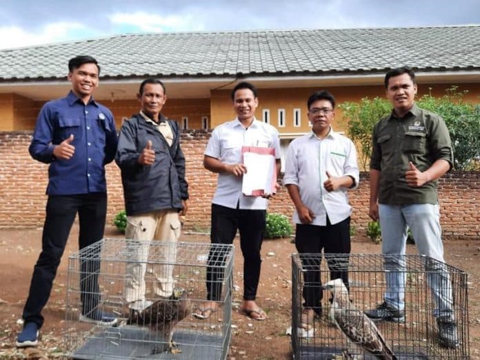 bksda_sumut_terima_2_ekor_elang_dari_warga_padangsidimpuan