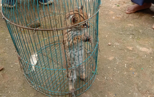 bksda_sumut_terima_satu_ekor_kucing_hutan_dari_warga_humbahas