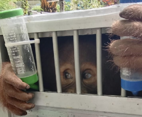 bksda_sumut_terima_satu_individu_orangutan_sumatera_dari_jawa_barat