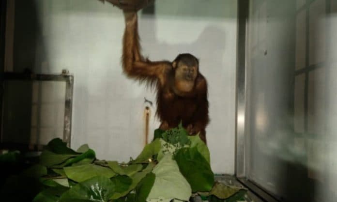 bksda_sumut_terima_satu_individu_orangutan_yang_sempat_dirawat_di_bksda_kaltim