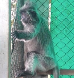 bksda_sumut_terima_seekor_lutung_kelabu_hasil_penyerahan_warga