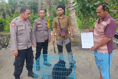 bksda_sumut_terima_siamang_hasil_penyerahan_warga_asahan