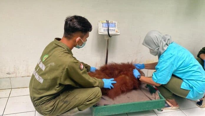 bksda_sumut_translokasikan_4_individu_orangutan_sumatera_ke_sro_ca_jantho_aceh