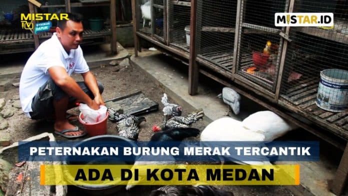 bongkar_dapur_peternakan_burung_merak_tercantik_di_dunia_ada_di_medan