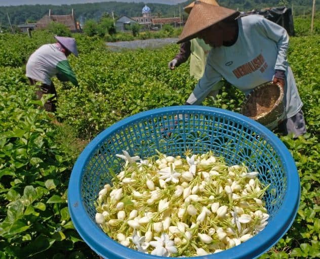 brin_kembangkan_parfum_padat_menggunakan_teknologi_nano