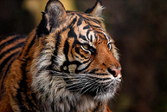 brin_temukan_tanda_tanda_kehidupan_harimau_jawa