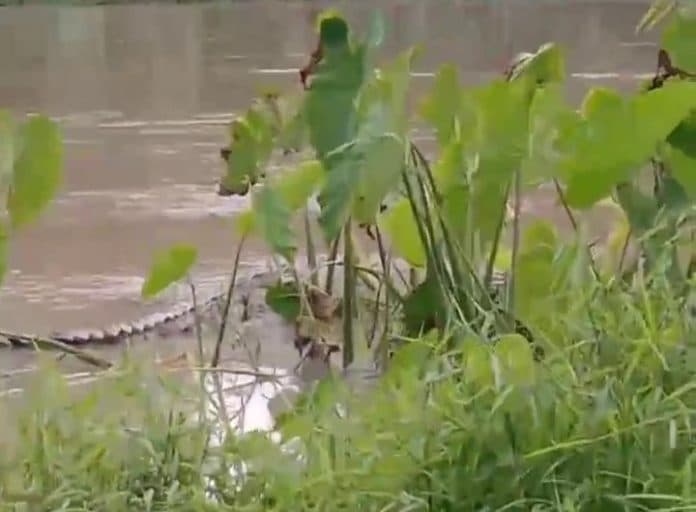 buaya_di_sungai_tanjung_resahkan_warga_desa_kuala_indah_batu_bara