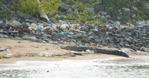 buaya_yang_ditemukan_di_pantai_marina_east_akan_dibunuh_demi_keamanan