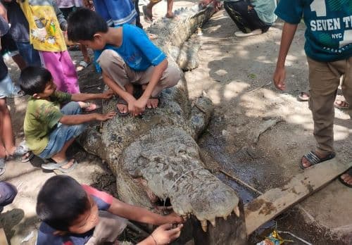 buaya_yang_resahkan_warga_kampung_masjid_labura_berhasil_ditangkap