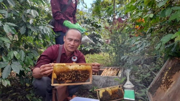 budidaya_lebah_madu_menguntungkan_tanpa_biaya_mahal_di_simalungun