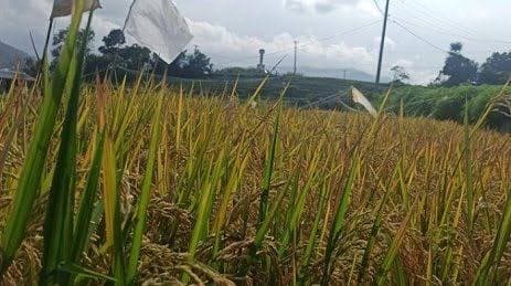 bulan_maret_harga_gabah_di_tingkat_petani_turun_317
