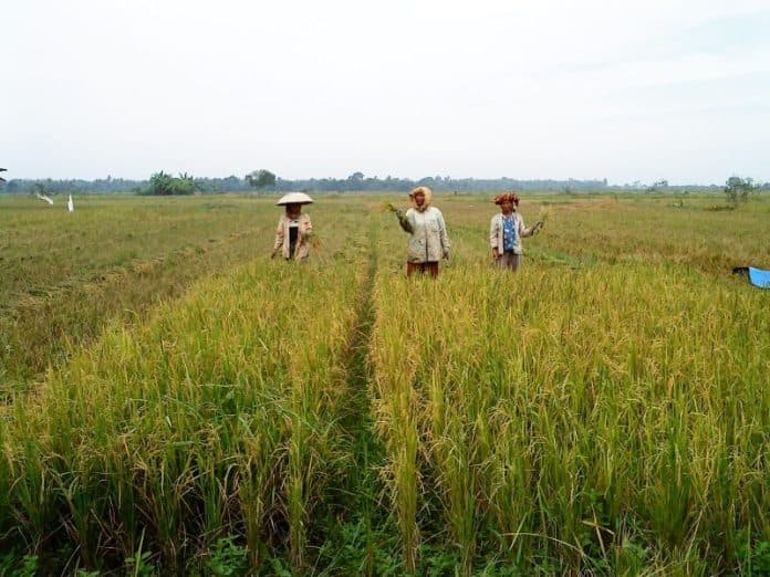 bulog_sulit_serap_beras_dari_petani_ini_alasannya