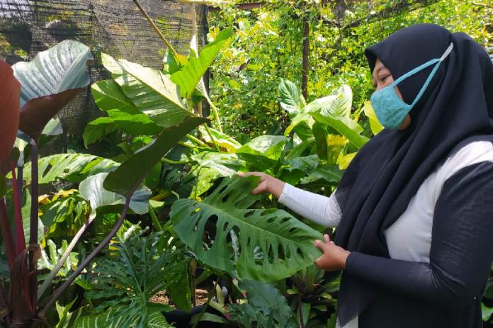 bunga_unik_si_janda_bolong_laris_manis_di_siantar