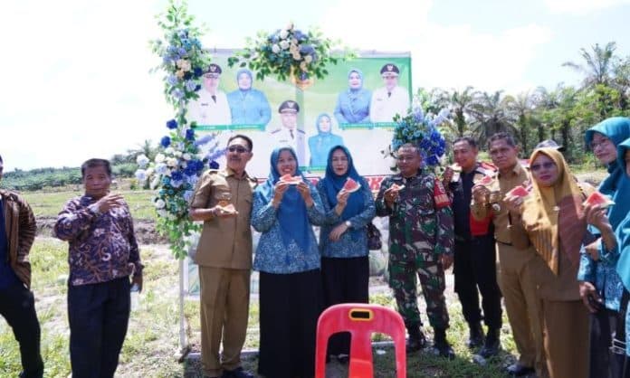 bupati_labusel_panen_semangka_bersama_masyarakat_mandalasena
