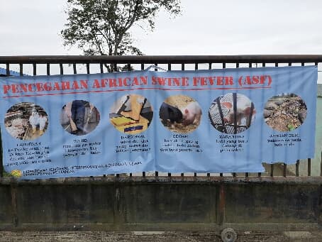 bupati_taput_keluarkan_edaran_waspada_virus_hog_cholera