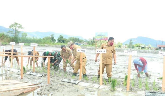 bupati_taput_minta_desa_parbubu_pea_tarutung_jadi_pengembangan_mina_padi