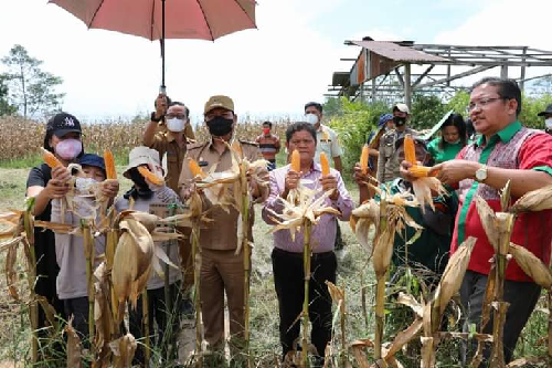 bupati_taput_panen_jagung_kelompok_tani_mandiri_di_siborongborong