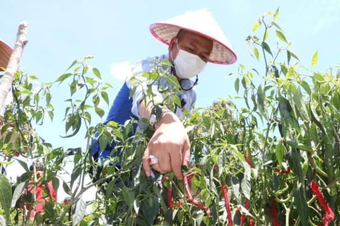 bupati_taput_terima_penghargaan_dari_bank_indonesia