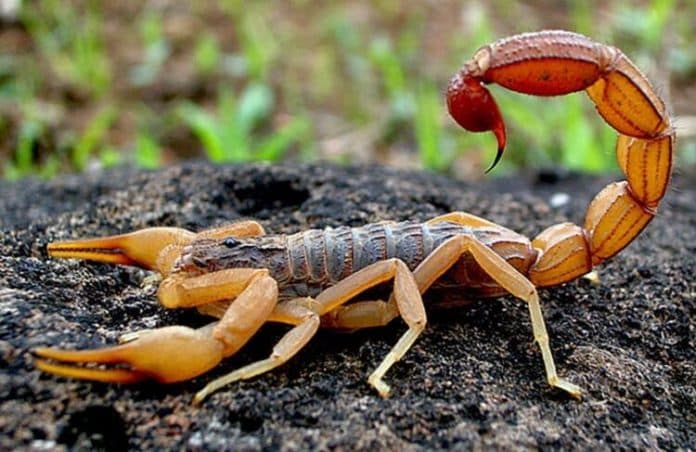 cairan_kalajengking_dibanderol_rp600_miliar_per_galon