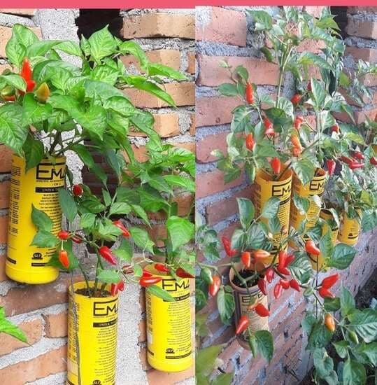 camat_medan_deli_berinovasi_berbekal_botol_bekas_ajak_warga_tanam_cabai