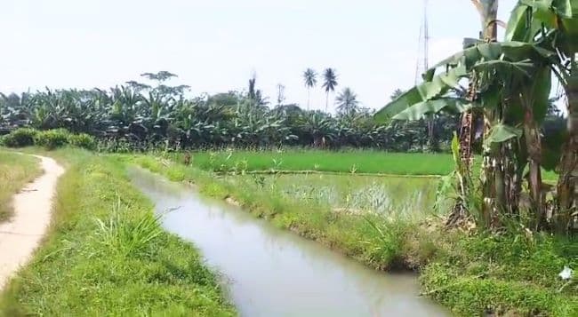 cegah_kekeringan_300_ha_sawah_pemkab_batu_bara_keruk_sungai_sepanjang_400_meter