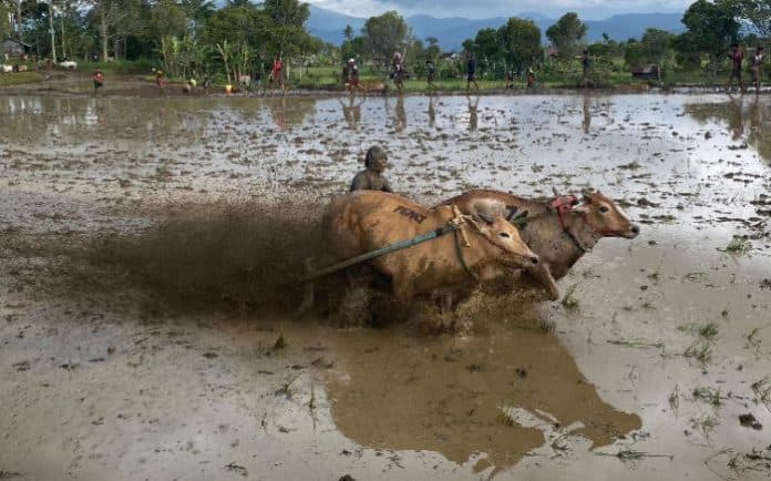 cerita_di_balik_pacu_jawi_yang_menantang_dan_mendebarkan