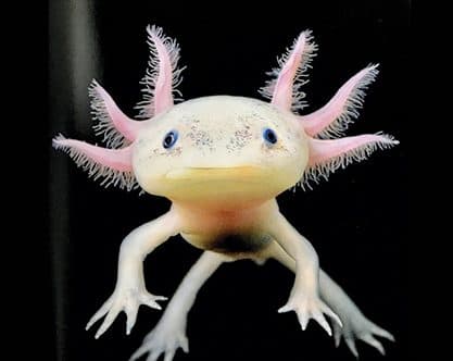 china_dikejutkan_penangkapan_wisatawan_bawa_salamander_meksiko