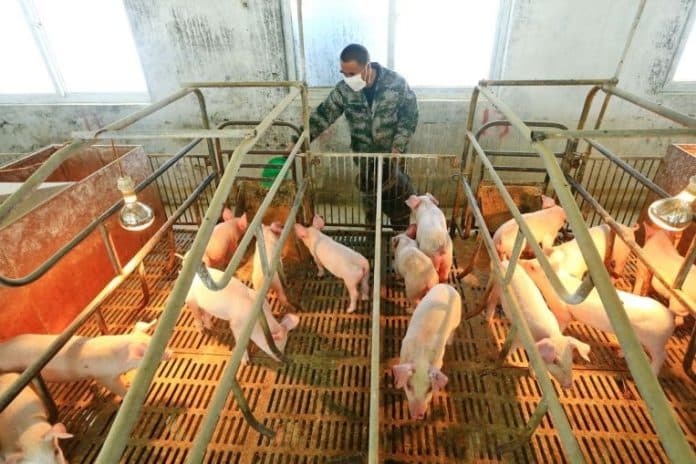 china_mengatakan_flu_babi_bukan_hal_baru_tidak_mudah_menginfeksi_manusia