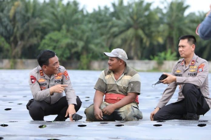 ciptakan_kestabilan_harga_pangan_polda_sumut_tanam_cabai_dan_bawang