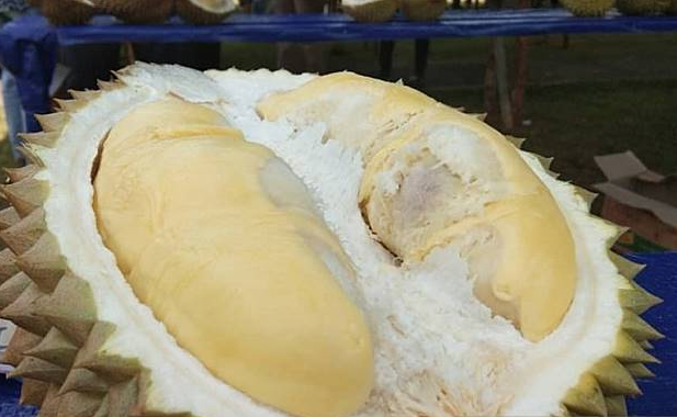 cium_aroma_buah_durian_12_orang_karyawan_kantor_pos_jerman_masuk_rumah_sakit