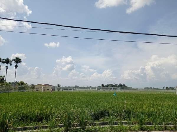 cuaca_ekstrem_dinas_ketahanan_pangan_dan_pertanian_siantar_akan_rapat_posko