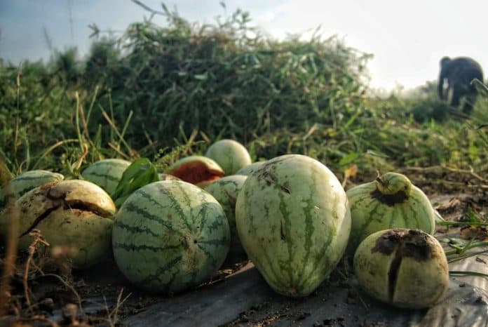 cuaca_panas_berdampak_terhadap_petani_semangka