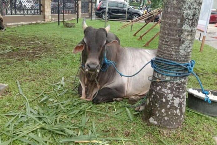 daftar_harga_sapi_kurban_2023_dari_sejumlah_sumber_cek_disini