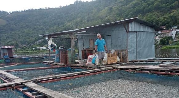 dalam_dua_hari_109_ton_ikan_mati_mendadak_di_danau_toba