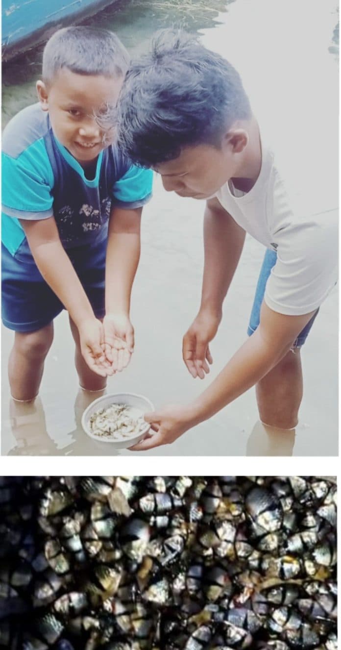 dalam_kurun_satu_tahun_3_jenis_ikan_baru_ditemukan_di_danau_toba