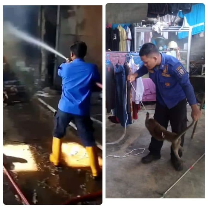 damkar_deli_serdang_padamkan_gudang_kayu_evakuasi_monyet_dan_sarang_tawon