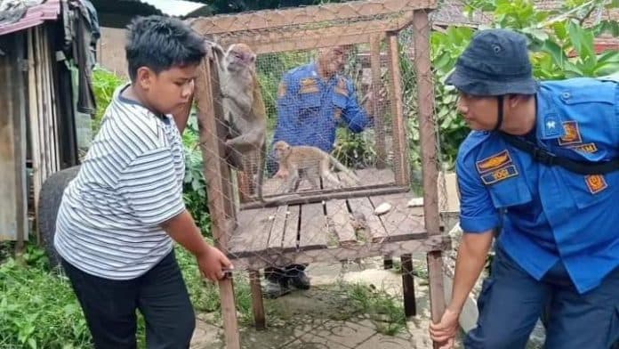 damkarmat_deli_serdang_evakuasi_monyet_liar_di_pancur_batu