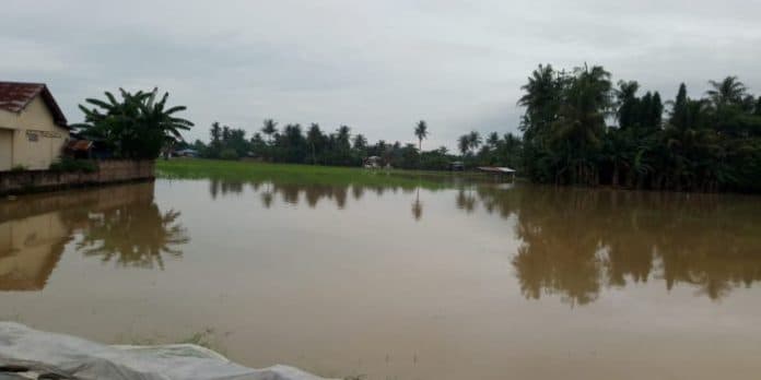 dampak_banjir_sergai_ribuan_hektar_lahan_pertanian_terendam_air