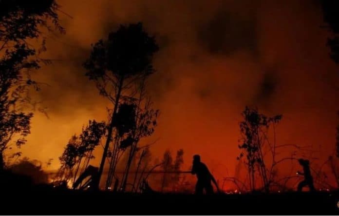 dampak_covid_indonesia_memotong_anggaran_dan_mengurangi_perlindungan_hutan