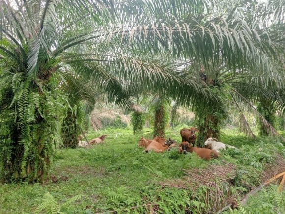 dana_ketapang_desa_marombun_barat_dipakai_untuk_beli_hewan_ternak_seharga_rp100_juta