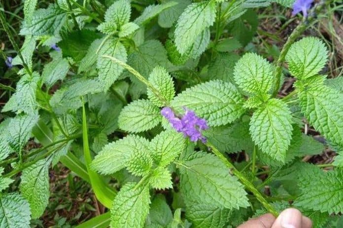 daun_pecut_kuda_bisa_turunkan_demam_atasi_keputihan_hingga_obati_luka
