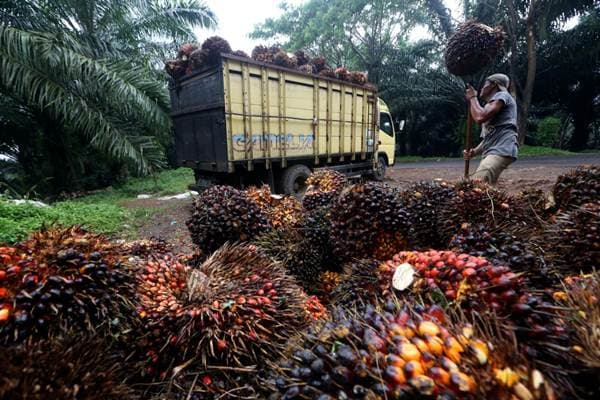 dbh_sawit_efektif_untuk_pembangunan_infrastruktur_dan_membuka_isolasi_di_daerah_perkebunan