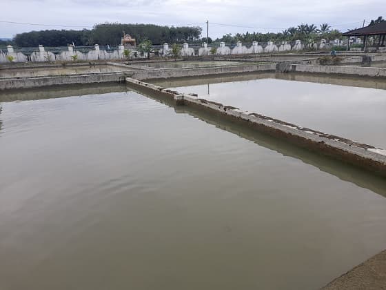 desember_2023_produksi_benih_ikan_di_bbi_hatonduhan_tengah_capai_3000_ekor