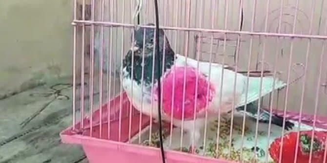 dicurigai_spionase_seekor_burung_merpati_ditahan_india