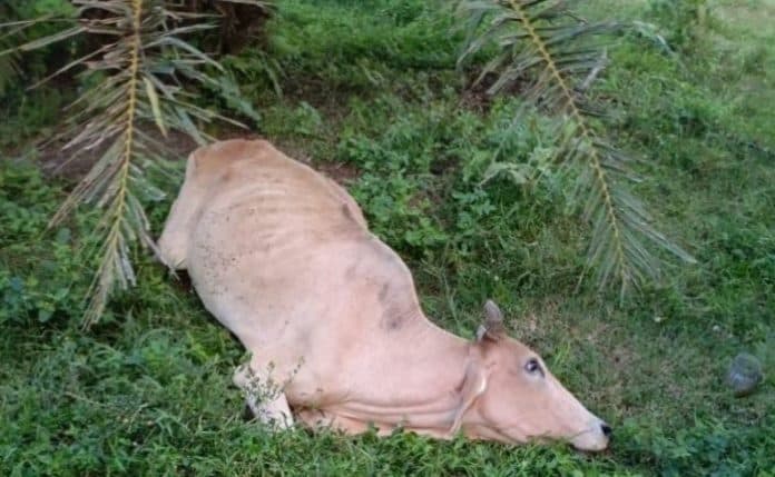 diduga_diracun_sudah_11_ekor_lembu_warga_ditemukan_mati_di_deli_serdang