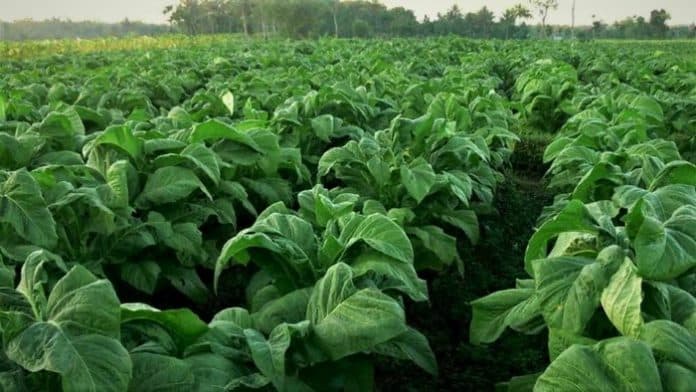 diguyur_hujan_lebat_ini_cara_petani_tembakau_loteng_mencegah_kerugian