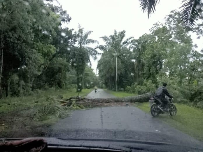 diguyur_hujan_semalaman_pohon_sawit_komplek_kantor_bupati_deli_serdang_tumbang_menutup_jalan