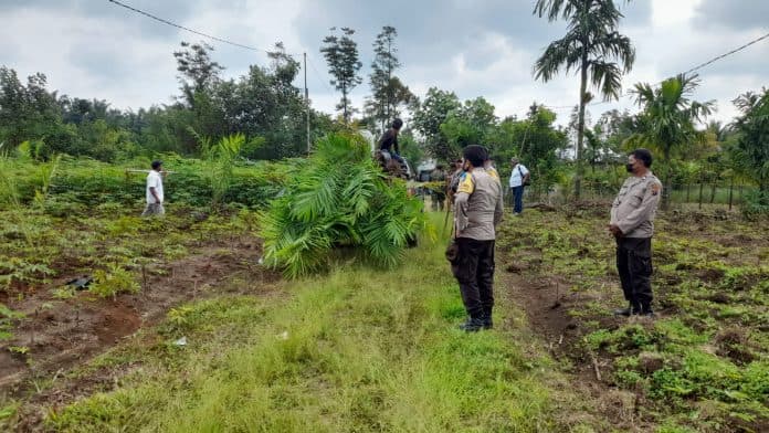 dikawal_ratusan_aph_ptpn_iii_tanam_seribu_bibit_kelapa_sawit_di_lahan_hgu