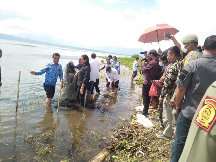 dinas_kelautan_perikanan_sumut_tebar_75_ribu_ekor_bibit_nila_di_danau_toba